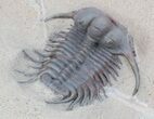 Elegant Cyphaspides Trilobite - Jorf, Morocco #36601-1